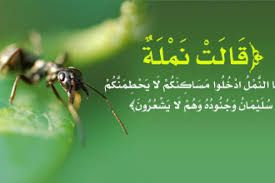 ‫شبكة المعارف الإسلامية:النمـل‬‎