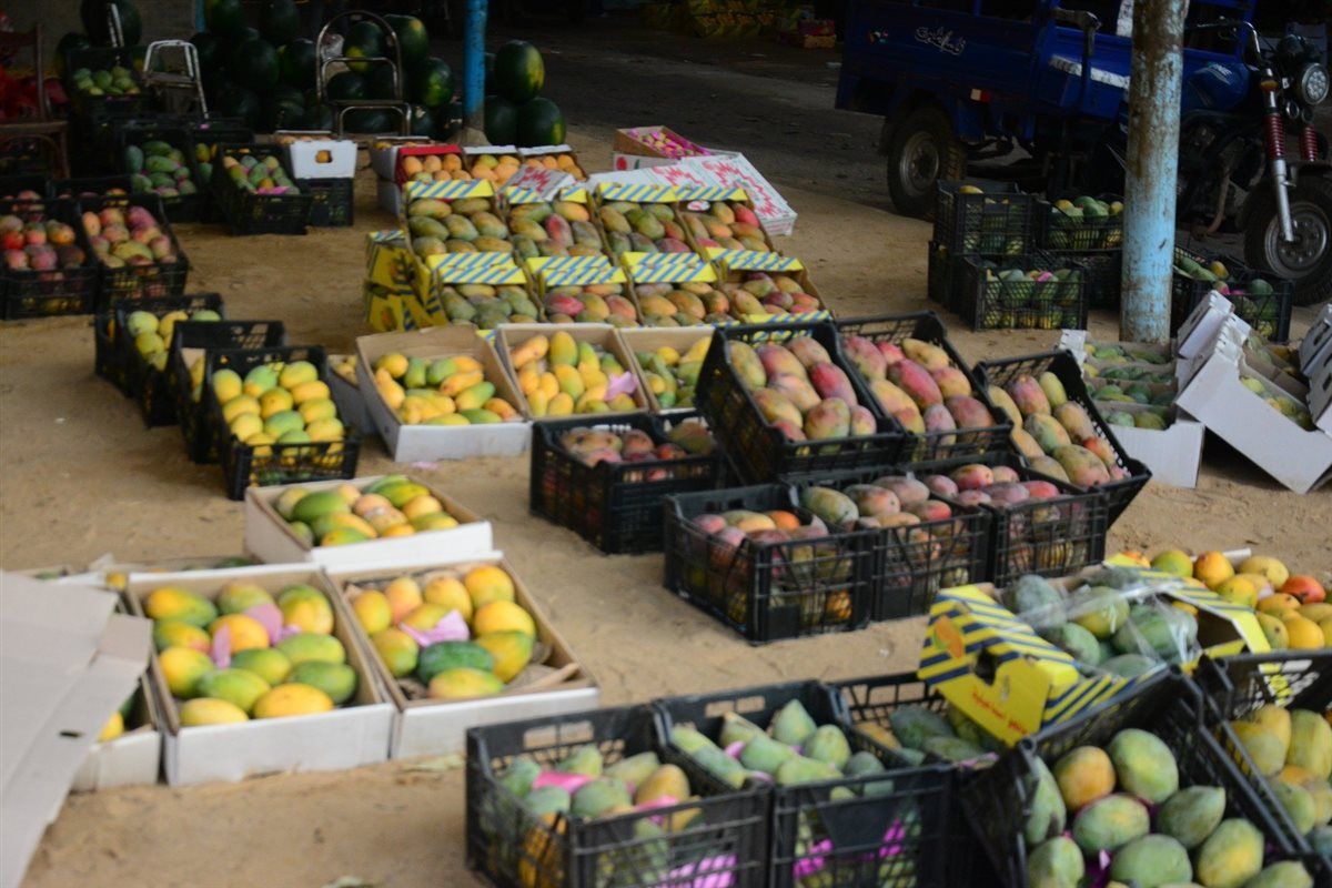 أسعار المانجو اليوم في الأسواق، فيتو