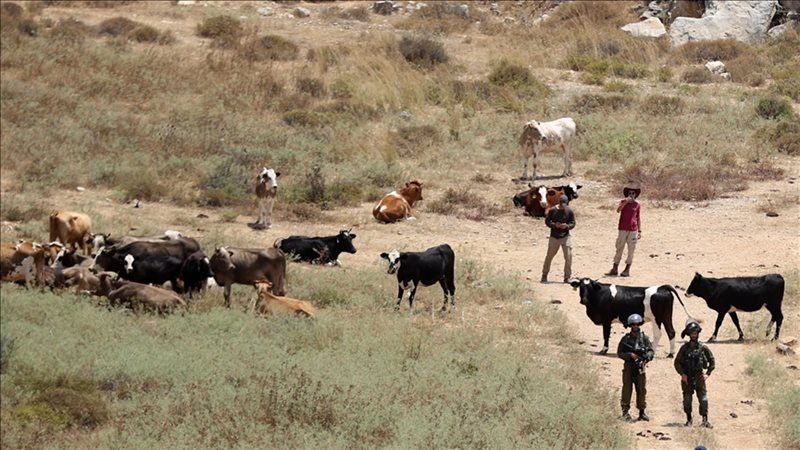 الاستيطان الرعوي خطة إسرائيلية لضم الضفة الغربية المحتلة
