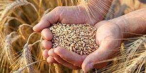 بحوث
      الصحراء
      يرفع
      درجة
      الاستعداد
      القصوى
      لزراعة
      القمح
      والشعير
      بالمناطق
      الحدودية