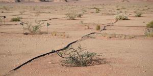 مشتل وبنك بذور العلا يعززان الاستعادة البيئية بأكثر من 500 نوع نباتي