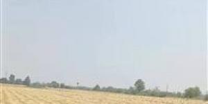 القمح رجع .. القبض على المتهمين بسرقة محصول قمح أحد المزارعين بالشرقية