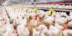 شعبة الدواجن: فائض الإنتاج يصل إلى 200 مليون دجاجة.. والتصدير لن يؤثر على السوق المحلي