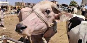 كيف تختار أضحية العيد بالطريقة السليمة؟ .. فيديو
