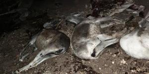ضبط 3 أشخاص ذبحوا 9 حمير بطهطا في سوهاج