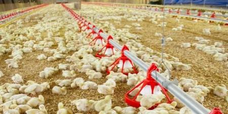 تفشي إنفلونزا الطيور في الماشية الأمريكية يُنذر بأزمة صحية عالمية قادمة
