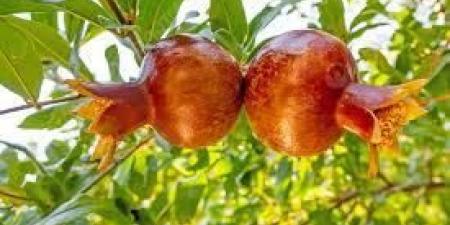 مركب من أوراق الرمان.. مضاد للأكسدة