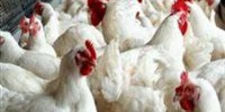 أسعار الدواجن والبيض اليوم في مصر.. هبوط الفراخ البيضاء وتغيرات قوية