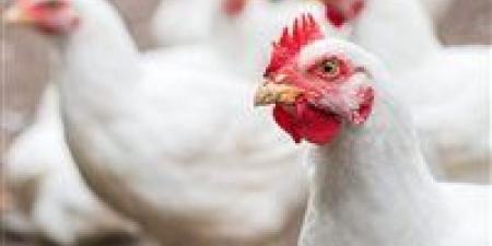 هبوط كبير في أسعار الدواجن والبيض بالأسواق اليوم الأحد