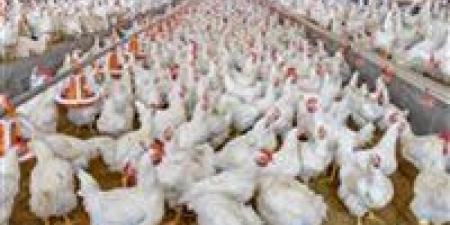 «اشترى قبل ما تغلى».. سعر الفراخ اليوم الأحد في مصر يفاجئ الجميع