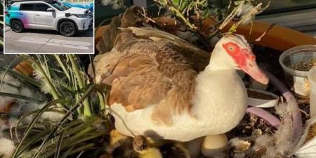 دهس سيارة ذاتية القيادة لبطة يثير جدلاً في أمريكا