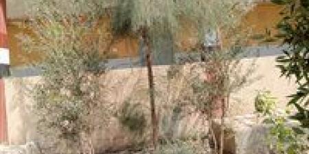 ضمن مبادرة 100 مليون شجرة.. محافظة قنا تطلق مشروع "تكويد الأشجار" وتكثف حملات التوعية