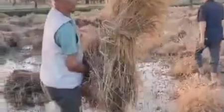انفجار خط مياه يُغرق أرض قمح في “هواه – المقطع” ويقضي على موسم زراعي كامل