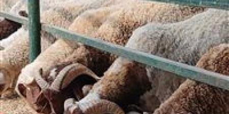 تحذيرات من خطورة ذبح الأضاحي في الشوارع.. يهدد الصحة العامة وينقل الأمراض