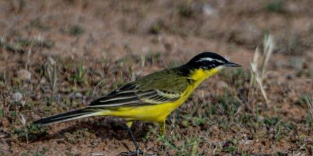 رصد طائر الذعرة الصفراء في الحدود الشمالية خلال موسم الهجرة