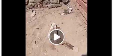 لغز العثور على قدم بشرية بجوار مقابر بالدقهلية.. الأمن يوضح الحقيقة