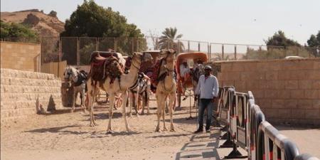 محافظة الجيزة تتابع انتظام منظومة ركوب الخيل والجمال بالمنطقة الأثرية للأهرامات