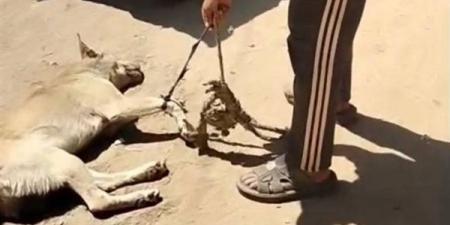 ضبط صاحب فيديو سحل كلب في شوارع أشمون بعد موجة غضب على مواقع التواصل (فيديو)