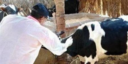 تستهدف 195 ألف رأس ماشية، انطلاق الحملة القومية لتحصين الماشية بالفيوم السبت المقبل - النيل نيوز