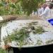 سقوط شجرة كبيرة على 3 سيارات بالمعادي