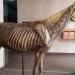 ثورة يوليو والحصان الزجاجي، مقتنى تاريخي يوثق مسيرة كلية طب بيطري جامعة القاهرة