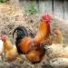 لليوم الثالث على التوالي، ارتفاع سعر الفراخ اليوم السبت 29 أغسطس 2026 - النيل نيوز