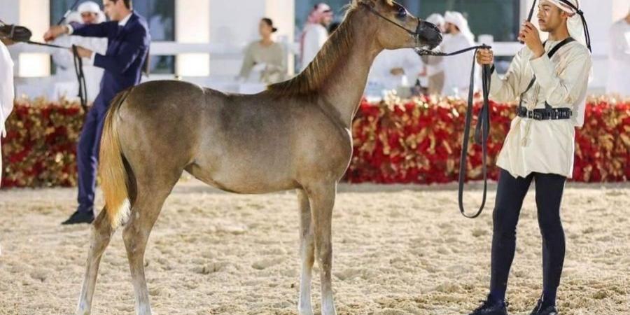 «الإمارات للخيول العربية» تنظم بطولة لجمال الخيل في بنغازي