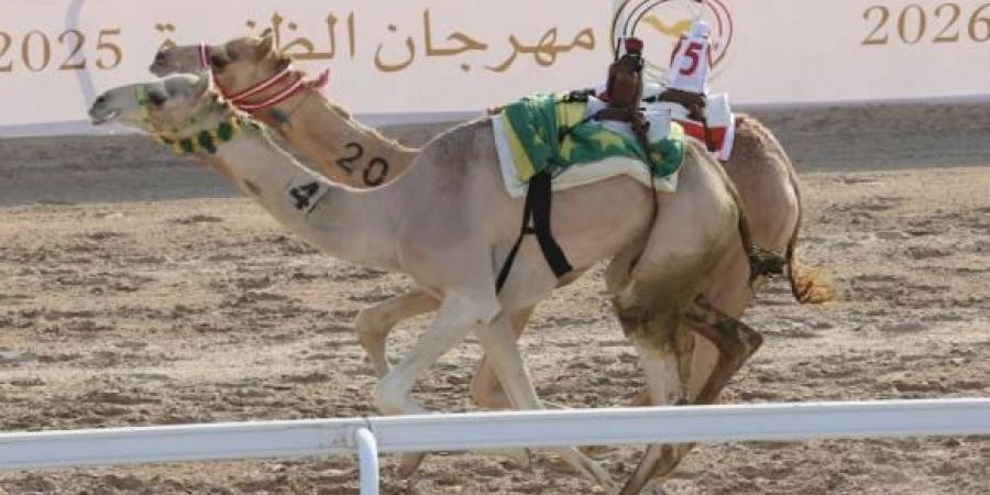 «مهرة» و«مهدي» يكسبان رموز اللقايا في الظفرة للهجن