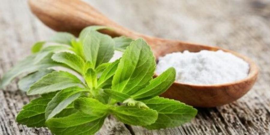 دراسة: مستخلص الستيفيا قد يساعد في علاج الصلع الوراثي