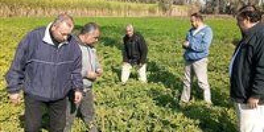 الزراعة:
      لا
      خسائر
      في
      المحاصيل
      ولا
      منازل
      مهددة..
      وتشديد
      الرقابة
      على
      المبيدات