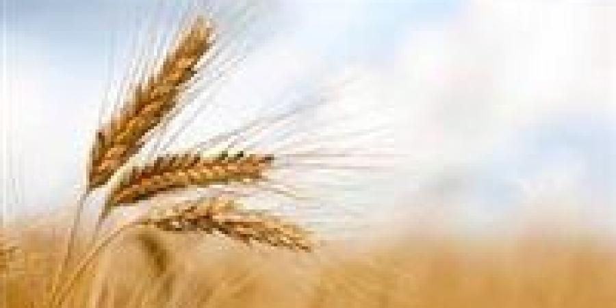 مفاجأة في المنيا .. مشروع عملاق يغير وجه الزراعة في عروس الصعيد