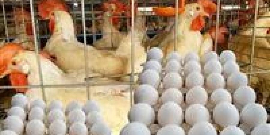 مفاجأة في أسعار الدواجن والبيض اليوم الأربعاء آخر أيام 2025