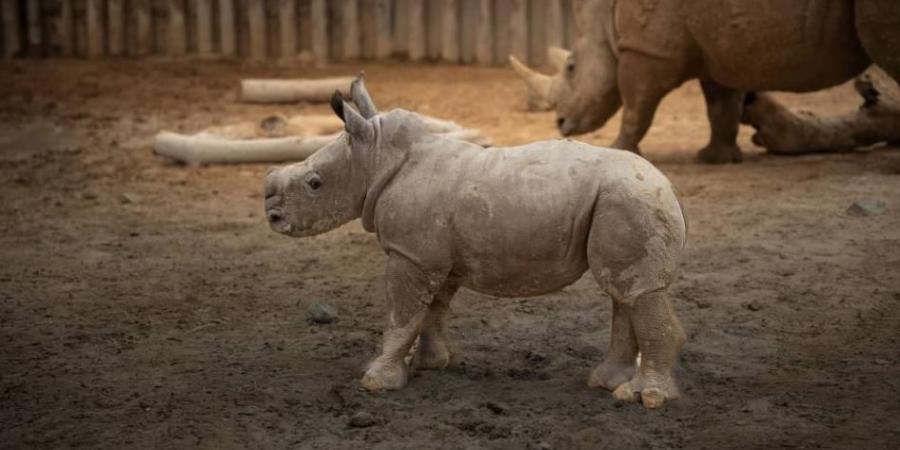 «سلام» ثاني مولود لوحيد القرن الأبيض في «دبي سفاري بارك»