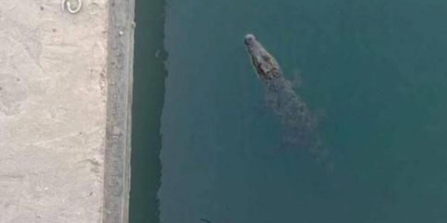 تمساح يثير الرعب بين أهالي المنوفية في مصر.. ما القصة؟