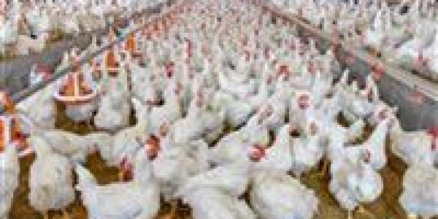 «اشترى قبل ما تغلى».. سعر الفراخ اليوم الأحد في مصر يفاجئ الجميع