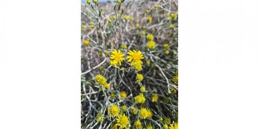 زهرة العرفج.. رمزية وطنية تعبر عن وحدة أهل الكويت في وجه العدوان الآثم