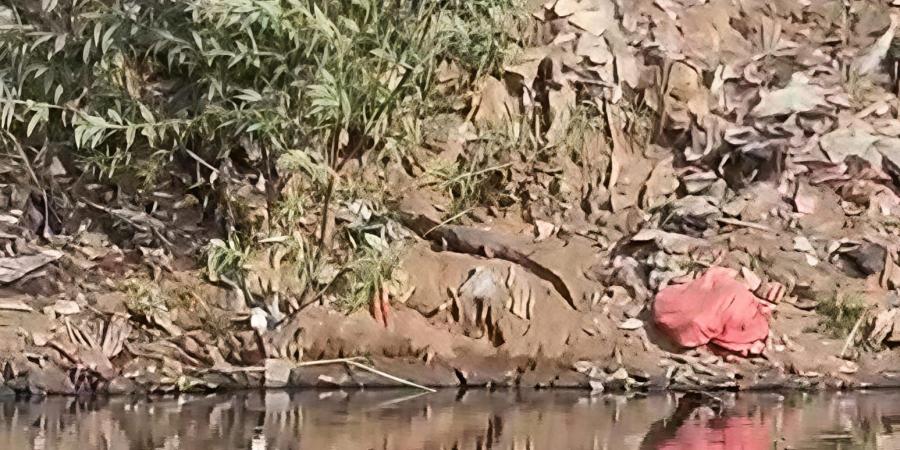 مواطن يوثق ظهور تمساح بمصرف عزبة السدرة بالشرقية