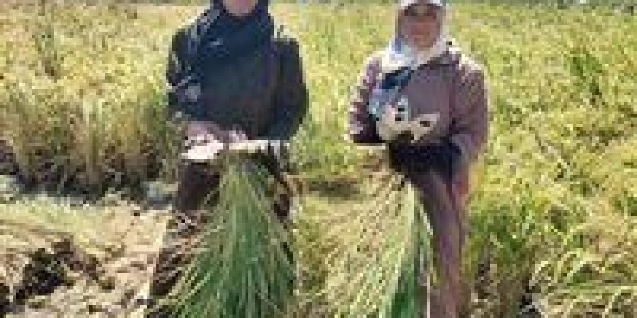 انطلاق حصاد القمح بحقول الشرقية بزيادة 24 ألف فدان عن العام الماضي