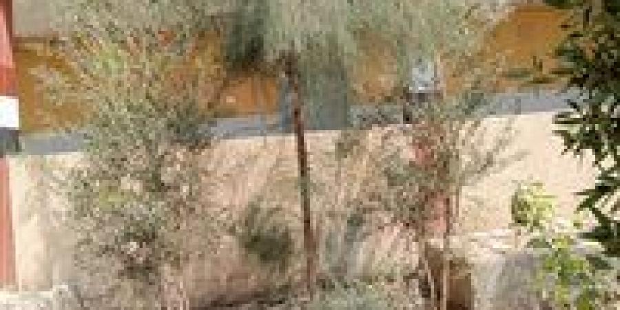 ضمن مبادرة 100 مليون شجرة.. محافظة قنا تطلق مشروع "تكويد الأشجار" وتكثف حملات التوعية