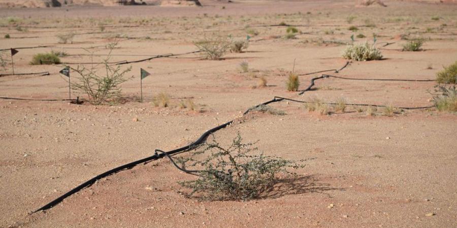 مشتل وبنك بذور العلا يعززان الاستعادة البيئية بأكثر من 500 نوع نباتي