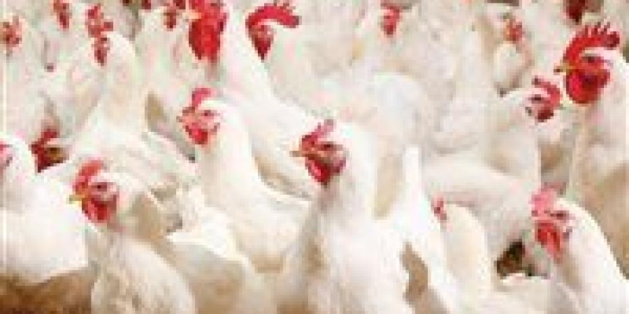 عاجل| مفاجأة غير متوقعة في أسعار الدواجن والفراخ اليوم في مصر