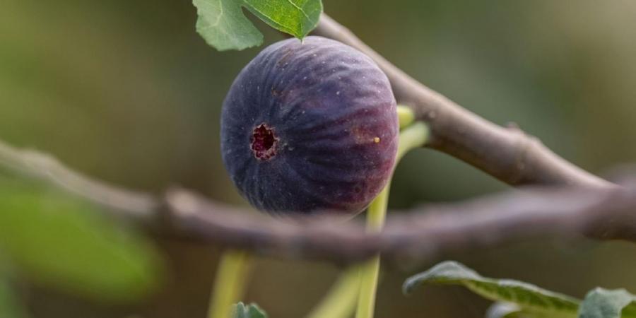 التين في جازان.. 
ثروة زراعية وفرص تحويلية تعزز القيمة الاقتصادية