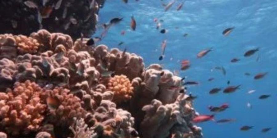 أسعار تنافسية وطقس رائع وشعب ودود.. التايمز البريطانية تدعو لزيارة مصر