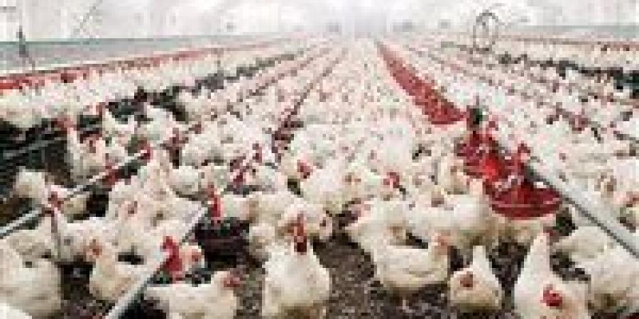 اتحاد منتجي الدواجن: مصر تبدأ تصدير الدواجن المجمدة للخليج.. وأول شحنة إلى قطر