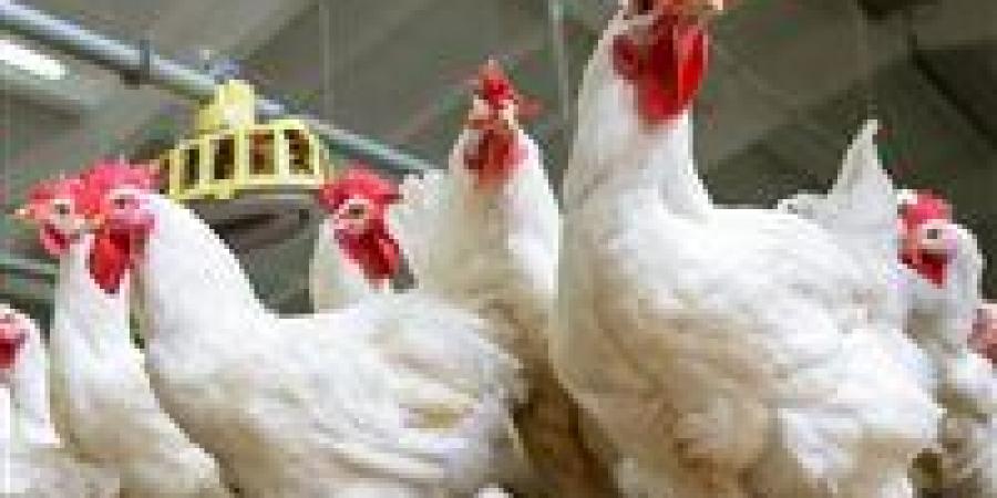 أسعار الفراخ اليوم السبت.. اعرف الكيلو بكام فى محافظتك