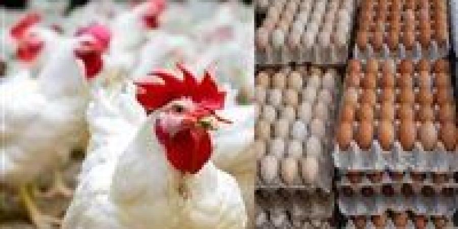 بشرى سارة قريبا.. شعبة الدواجن تكشف موعد انخفاض سعر الفراخ 10%