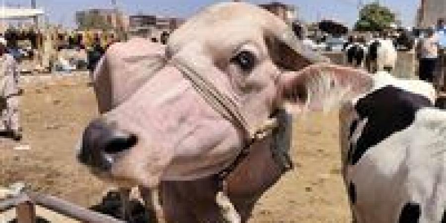 هل يجوز الأضحية بحيوانات تتغذى على القمامة؟.. أسامة قابيل يحسم الجدل