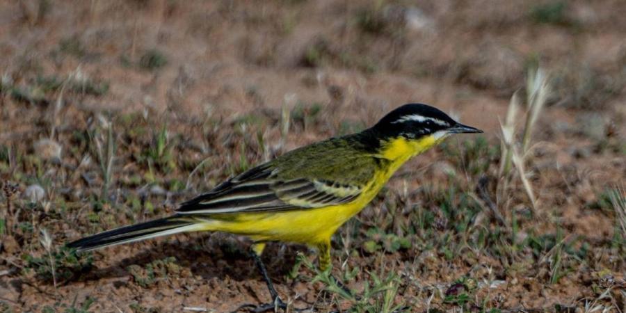 رصد طائر الذعرة الصفراء في الحدود الشمالية خلال موسم الهجرة