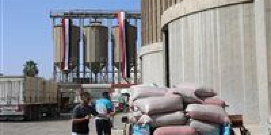 المنيا تتخطي المستهدف لتوريد القمح لموسم 2026 بنسبة 15% واستلام أكثر من 490 ألف طن