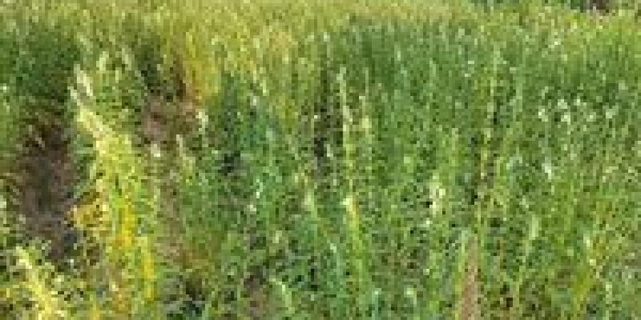 الذهب الأصفر .. الشرقية تواصل التوسع في محصول السمسم بـ 15 ألف فدان